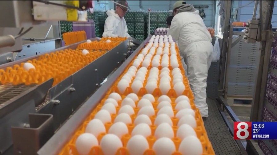 Scrambled egg market leaves prices at an all-time high