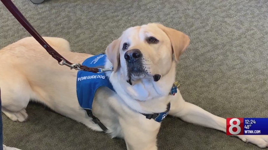 SCSU student helps local nonprofit in guide dog training for visually impaired