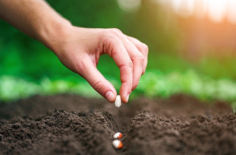 State asks residents to dispose of unsolicited seeds