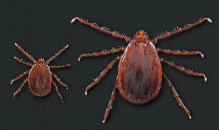 First longhorned tick infected with life-threatening bacterium found in Fairfield County