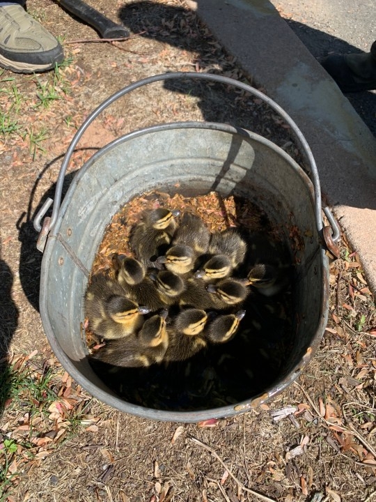 Rocky Hill firefighters rescue 11 ducklings, reunite them with mother