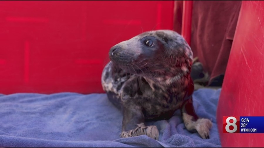 New Haven man sleuths to figure out how a young seal ended up on city streets