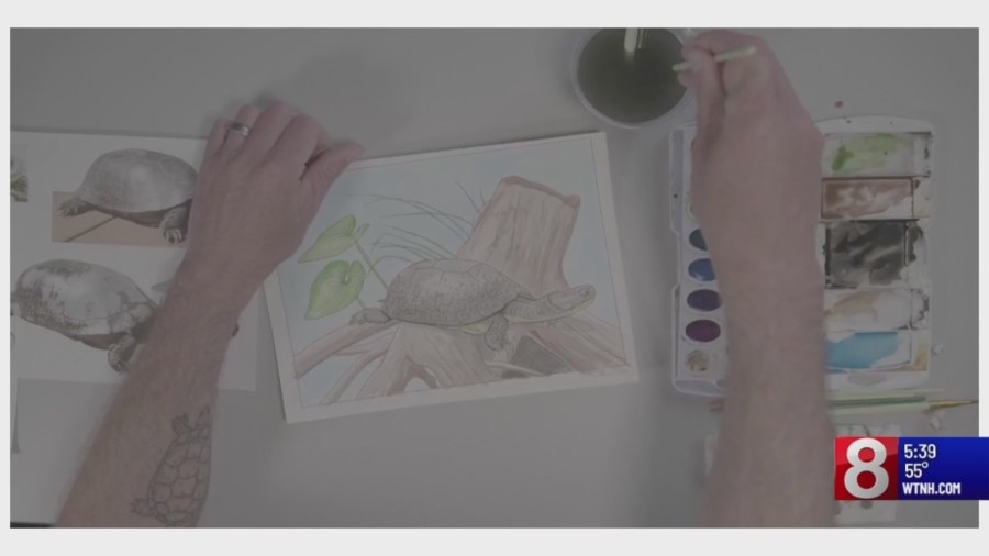 Eversource partnering with local artist to raise awareness for disappearing turtle habitats