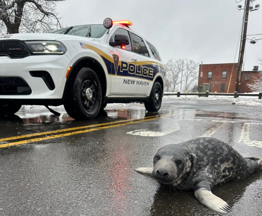 Seal found on New Haven streets gets name
