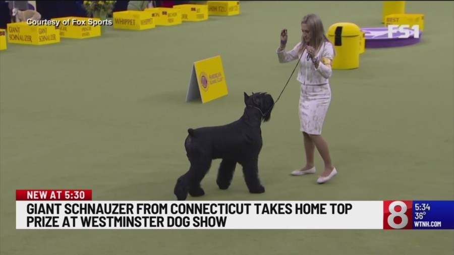 Schnauzer from Connecticut takes top prize at Westminster Dog Show