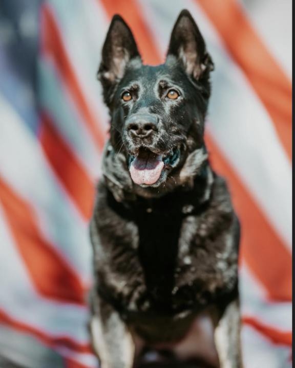 ‘My partner, my shadow:' Glastonbury police announce K9's diagnosis, retirement