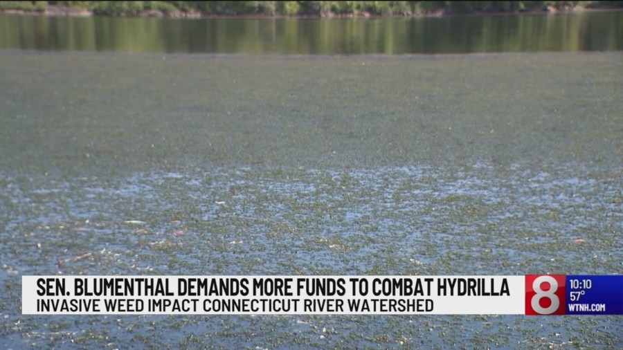 Blumenthal wants funding to fight hydrilla
