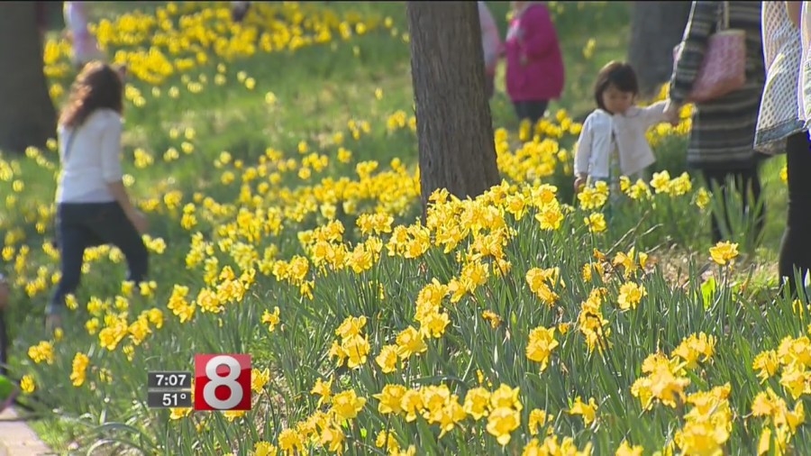 Daffodil Festival returns for 45th year in Meriden