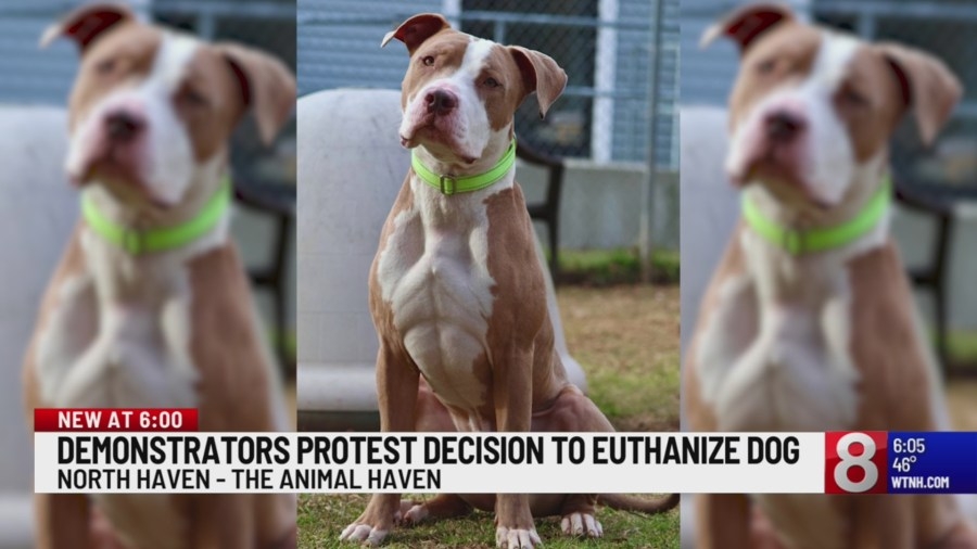 Advocates protest outside of North Haven animal shelter for euthanizing dog for behavior