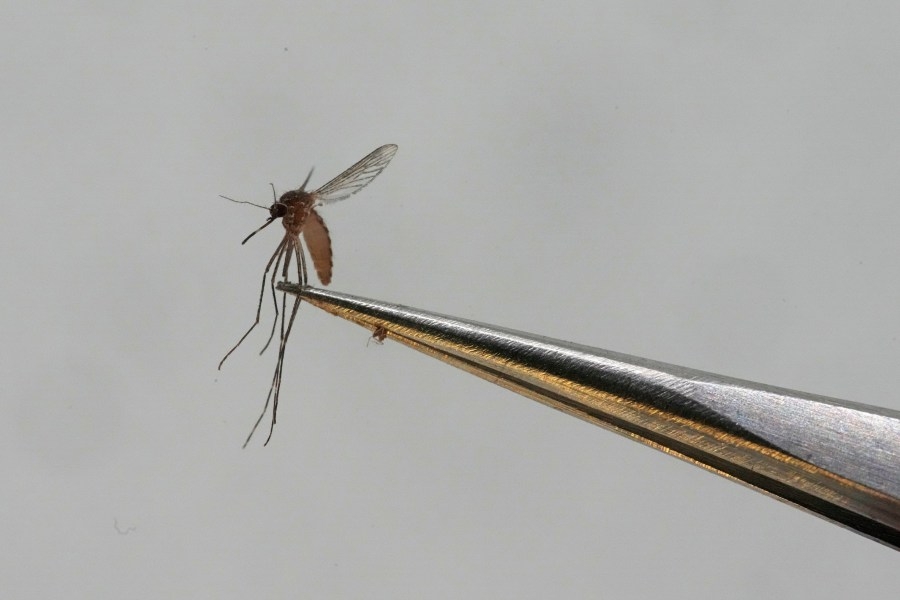 Connecticut agency begins monitoring mosquitos for these viruses