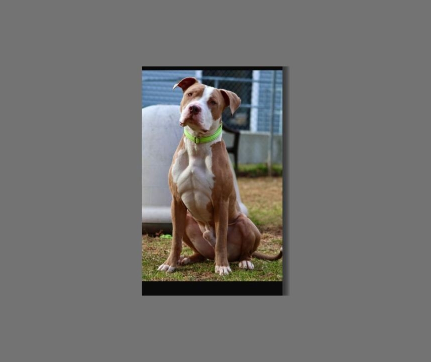 Dog may not be euthanized, North Haven shelter says