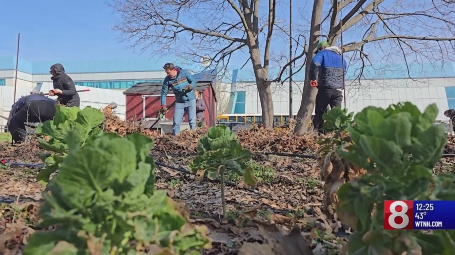 Volunteers clean community garden in honor of Yale's inauguration of president