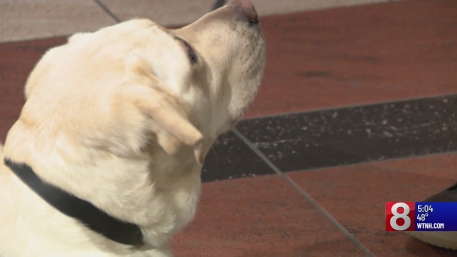 East Hartford police investigating dog deaths