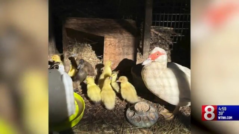 Bird flu wipes out a backyard flock in Guilford: Is there risk that it will spread to humans?