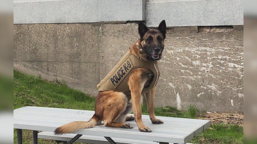 Illinois lawmakers pass bill that would protect police K9s
