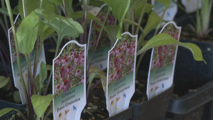 Local gardeners host plant sale to help save endangered insects