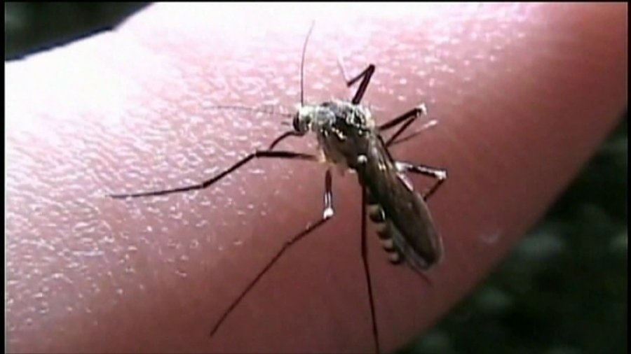 West Nile virus found in mosquito in Rockford, raises health concerns