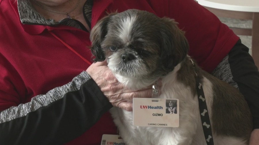 UW Health revives ‘Caring Canines' program, seeks volunteers
