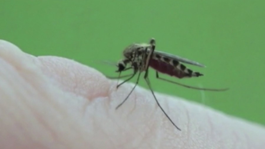 How do I avoid ticks and mosquitoes this summer?