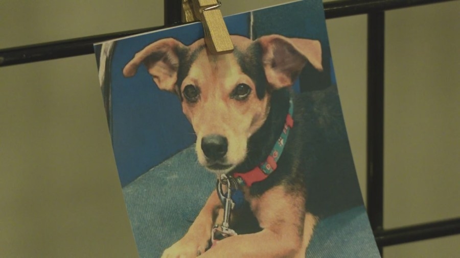 Rockford shelter fundraises to save animals in need