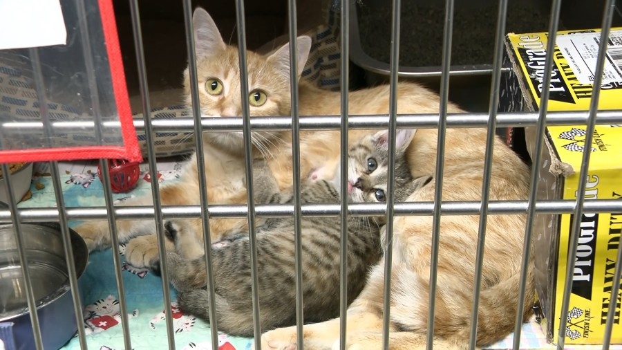 Sullivan County to host Southwestern Indiana Adoption Event
