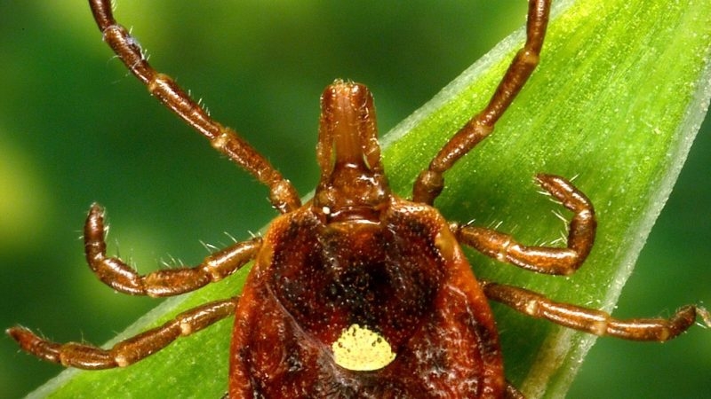 Preventing from tick-borne illnesses