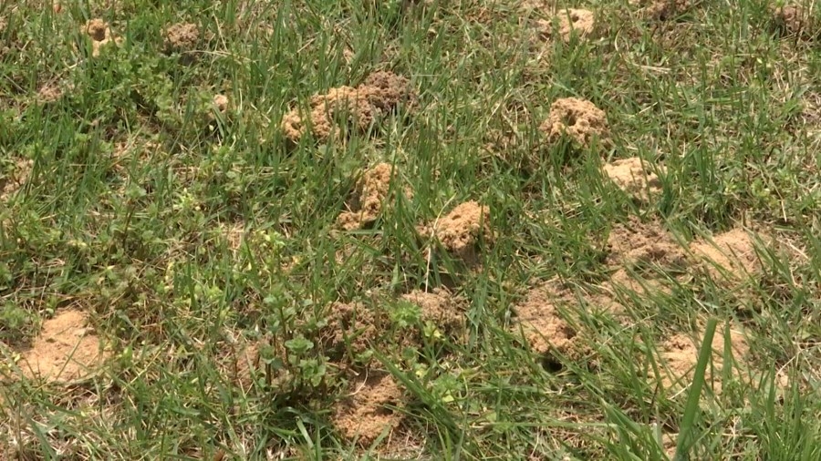 Local uptick in solitary bees around the Wabash Valley