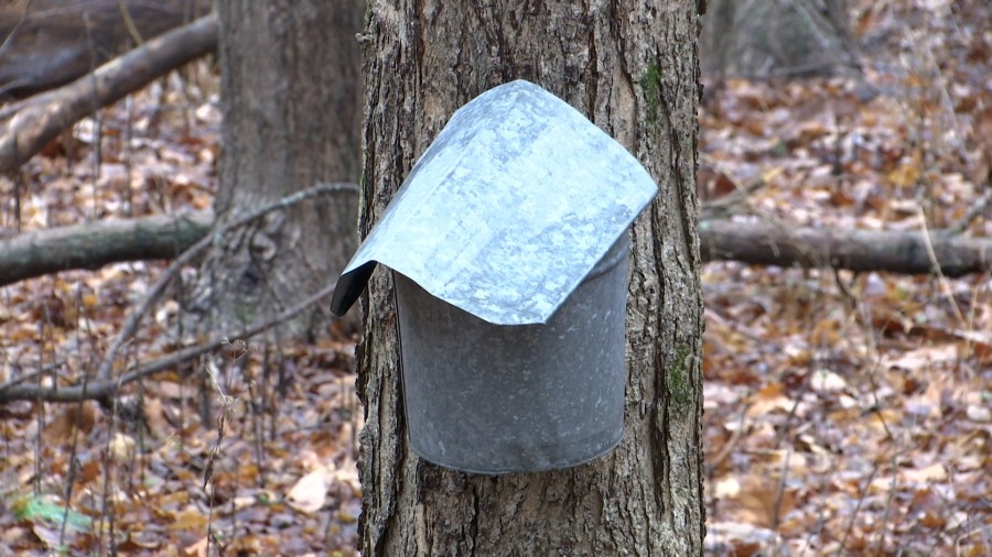 Prairie Creek Park, once again, producing maple syrup