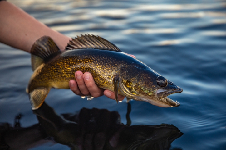 Indiana Department of Natural Resources announces Midwest Walleye Challenge