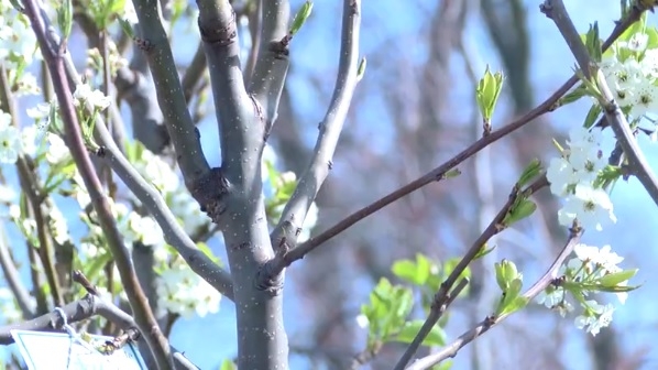 As the Wabash Valley blooms, locals are urged to watch for invasive plants