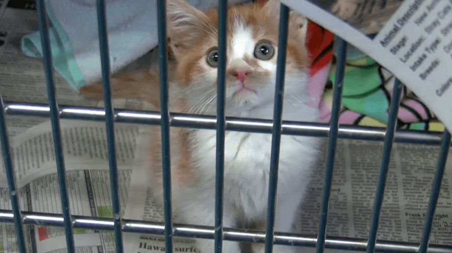 Successful day for the Southern Indiana Adoption Event in Sullivan County