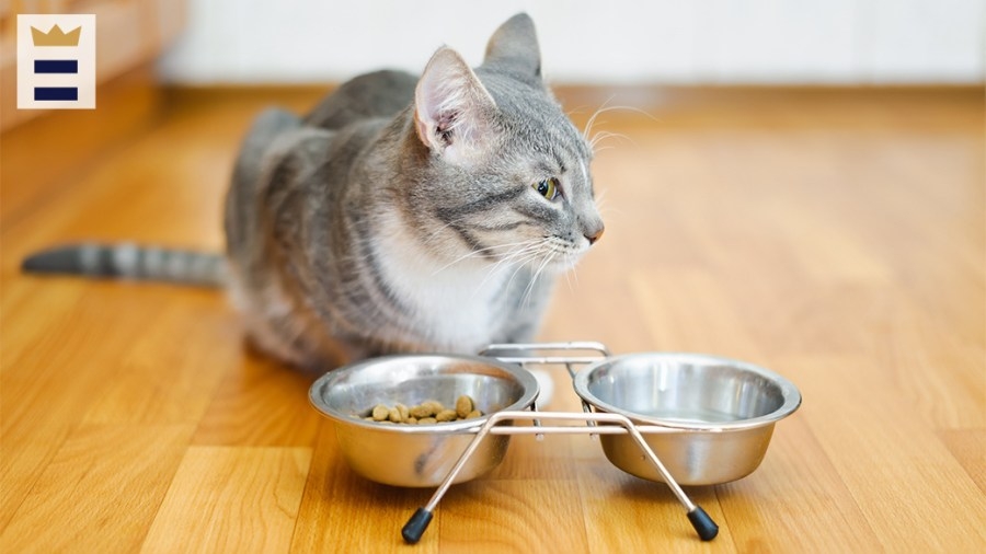 NYS Agriculture Department sends out alert on raw cat food