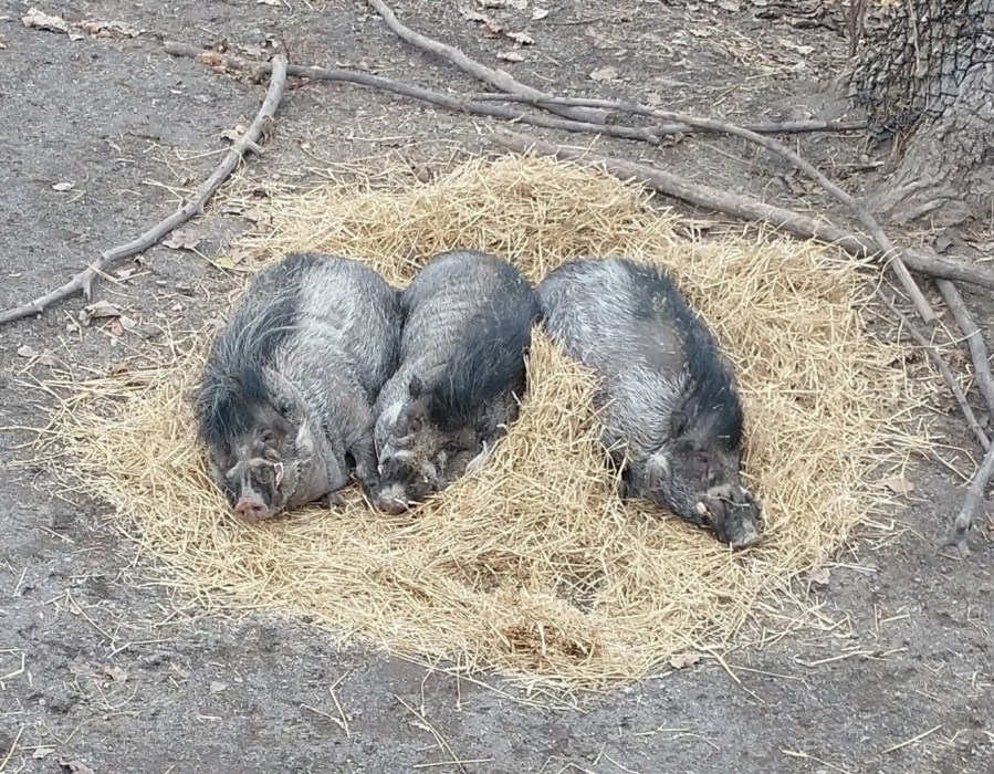 Utica Zoo mourns loss of Warty Pigs