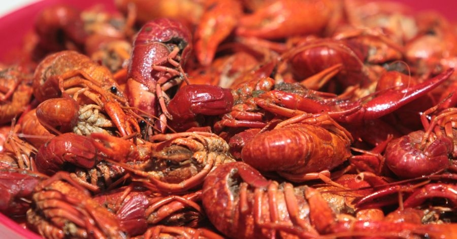What do live and boiled crawfish prices look like at the start of the season?