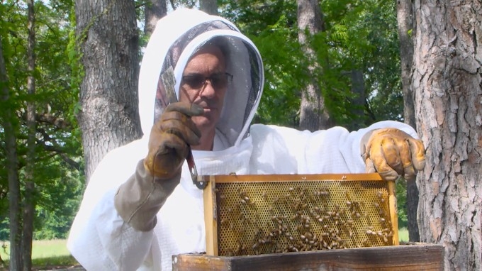 Honeybee Crisis: Louisiana beekeepers report historic colony losses