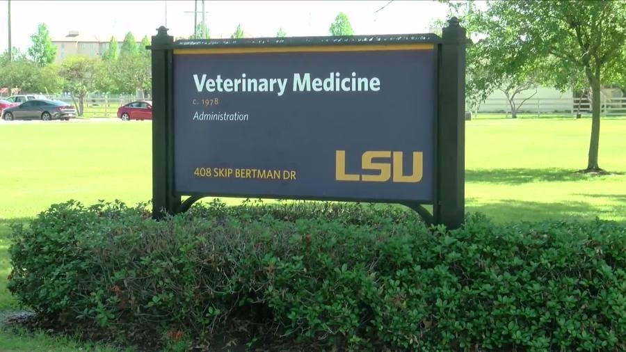 Bald eagle to be released after getting care from LSU Vet School for injuries