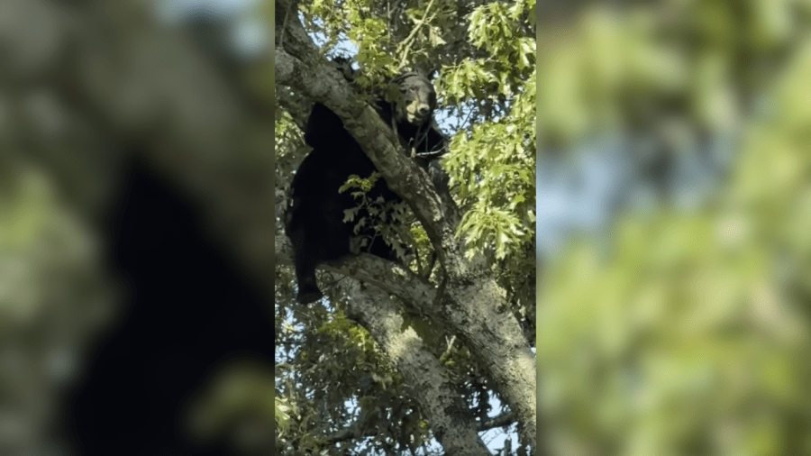 Church in Baton Rouge placed on lockdown due to bear sighting