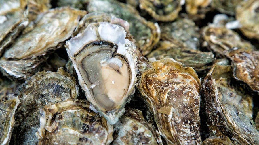 Louisiana confirms 191 cases of norovirus after oyster recall