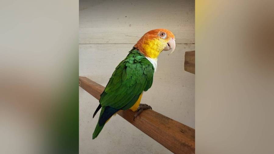 Employee accused of stealing beloved parrot from Louisiana nature preserve