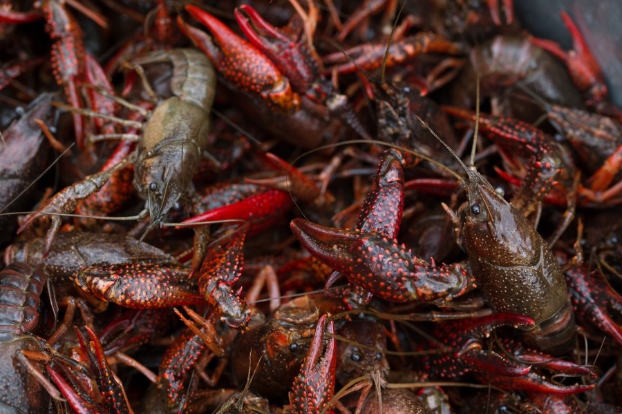Kennedy reintroduces bill to support Louisiana crawfish farmers