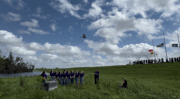 LSU Wildlife Hospital releases bald eagle back into the wild