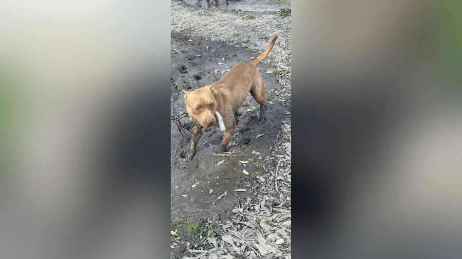 Pit bulls rescued from neglect in Louisiana to go up for adoption