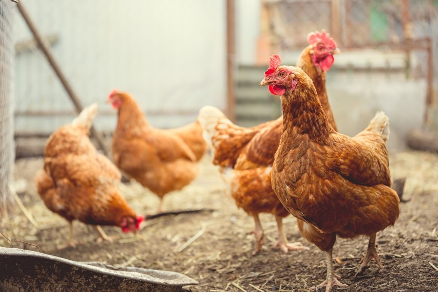 West Virginia Department of Agriculture to lift poultry event suspension