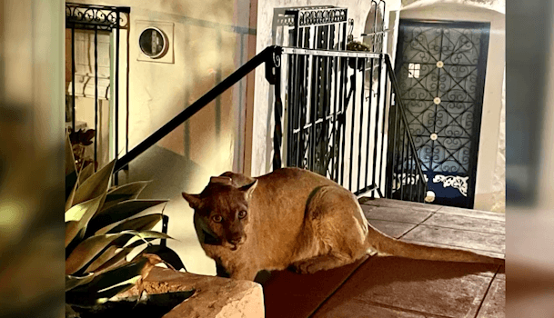 Once again, people are asking if there are mountain lions in the Mountain State