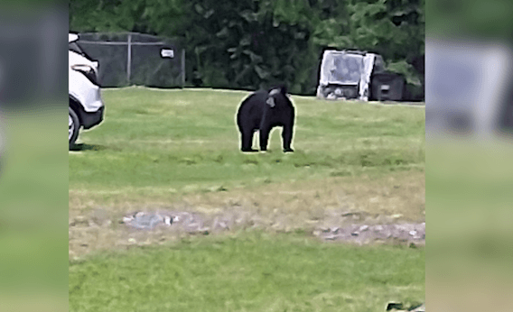 How the West Virginia Division of Natural Resources handles nuisance bears