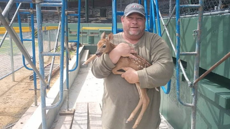 Fawn rescued from Springfield's Forest Park construction area
