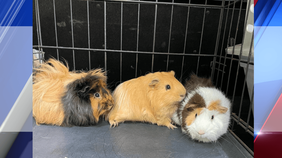 Three guinea pigs abandoned at Granby Trailhead now safe, headed for adoption