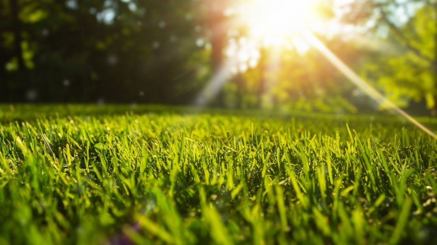 Rain brings green lawns, but yard work challenges remain