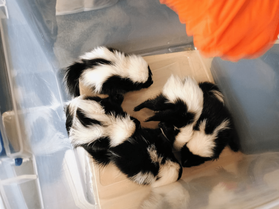Baby skunks rescued in Pittsfield: What should you do if you get 'skunked'