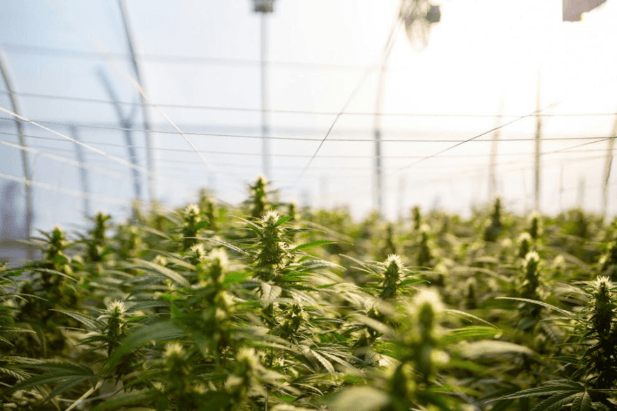CCC overhaul, cannabis reforms sprouting in House